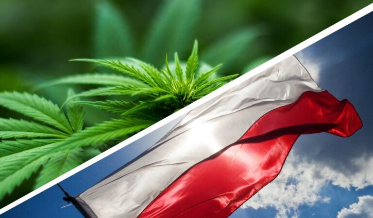 CBOS: Polacy za dekryminalizacją marihuany!