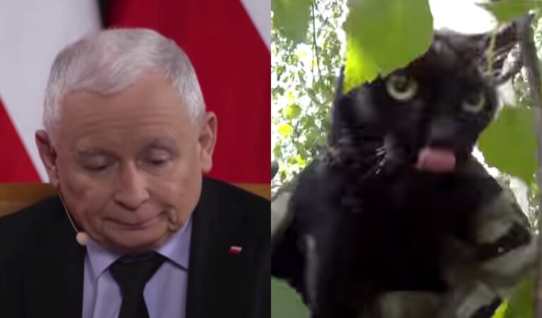Kot Prezesa uciekał z domu, więc Kaczyński nakazał wycinkę drzew na warszawskim Żoliborzu [VIDEO]