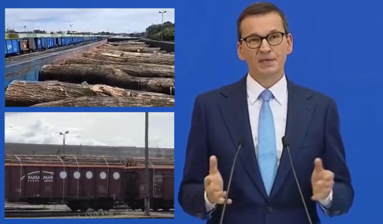 PiS chce zamienić polskie lasy w pustynię? Szokujące nagrania z całej Polski