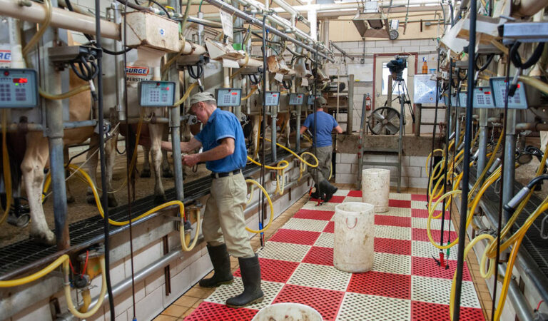 Węże do mleka – istotny element wyposażenia każdego gospodarstwa mlecznego